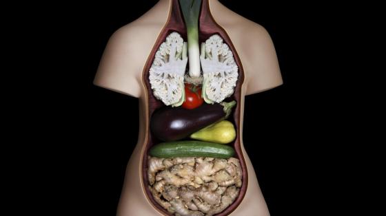 veggies-human-body-visceral-vegetables-system-66804
